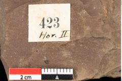 Foto (Detailansicht) von Asterocalyx styriacus Ettingshausen (NHMW-GEO-2024-0188-0423)